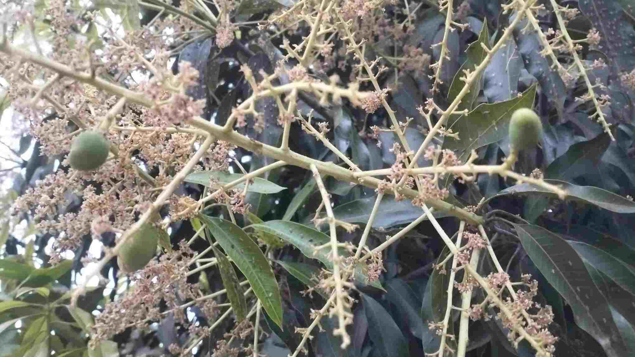 कुनकुरी में सुबह-सुबह हुई हल्की बारिश,आम की फसल को मिलेगा फायदा 6 IMG20250220063502