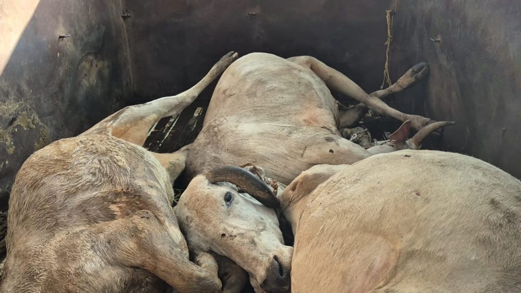 संपादकीय : छत्तीसगढ़ में गौ-तस्करी : संरचनात्मक विफलता और शासन की नैतिक जिम्मेदारी