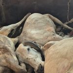 बड़ी खबर जशपुर से — शराब दुकान के सामने खूनी संघर्ष, रेडियम कटर से हमला; एक युवक गंभीर रूप से घायल, 32 टांके लगे 4 संपादकीय : छत्तीसगढ़ में गौ-तस्करी : संरचनात्मक विफलता और शासन की नैतिक जिम्मेदारी